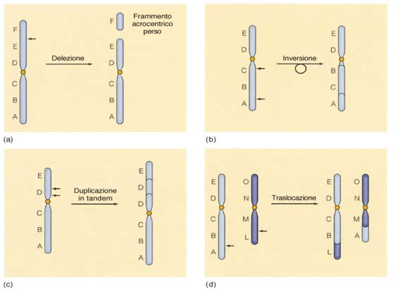 Monosomie Polisomie Degli eterocromosomi Degli eterocromosomi Degli autosomi cariotipo sindrome cariotipo sindrome cariotipo sindrome 45, X0 Turner 47, XXX 48, XXXX Polisomie del cromosoma X, 47,XX o