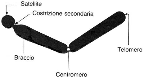 Fig. 4. Morfologia di un cromosoma metafasico. 1. centromero o costrizione primaria; 2. telomeri. Nello schema a destra è evidenziato in nero uno dei due cromatidi.