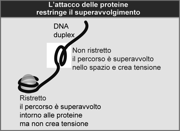 Figura 4.4B Stru3ura del nucleoide di E. coli.