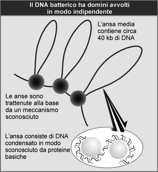 Struttura del cromosoma batterico Domini separati Superavvolgimenti diversi Le principali proteine istone-simili del nucleoide batterico Caratteristiche Struttura pm (kda) Geni Funzioni HU basica