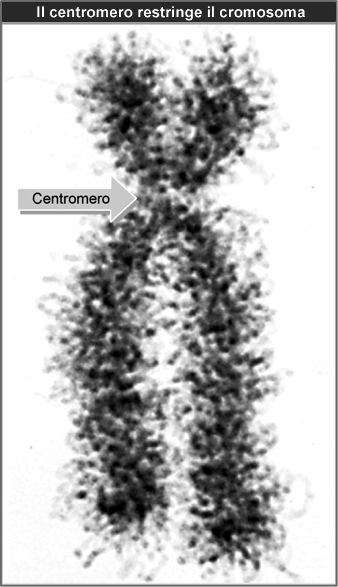 riconoscimento per topoisom II è riesce anche a cambiare il DNA?