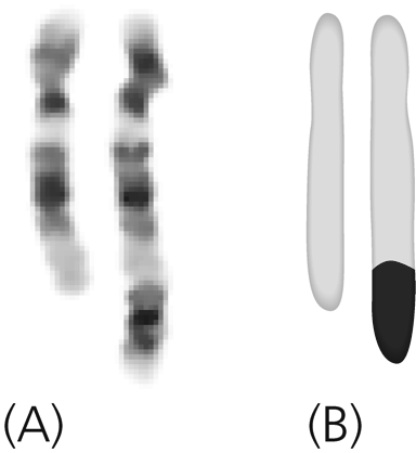 5. si cercano nelle foto le coppie di cromosomi omologhi e si dispongono in ordine dal più piccolo al più grande.