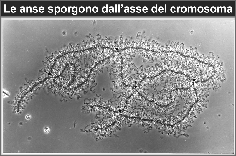 Organizzazioni atipiche di cromosomi e genomi cromosoma a