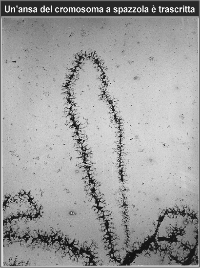 Le anse sono circondate da ribonucleoproteine contenenti catene nascenti di RNA Cromosomi