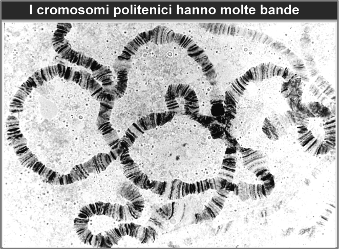 Cromosomi giganti di Drosophila melanogaster Bande scure: cromatina inattiva Bande chiare: >