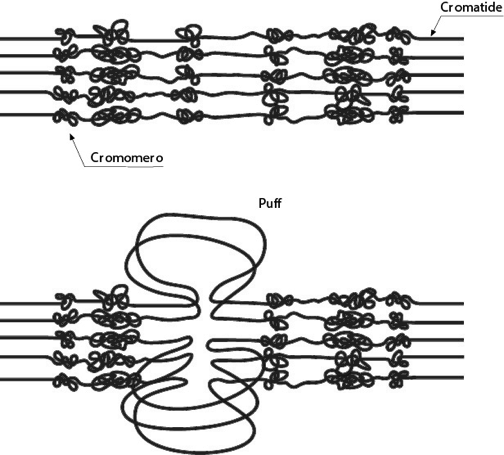 PUFF (o ANELLI di BALBIANI) Cromosoma