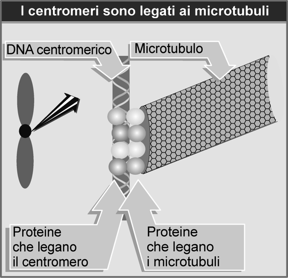 Cinetocore: Microtubule