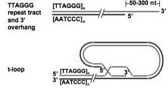 2. Formazione di anse (T-loop, D-loop) Reazione