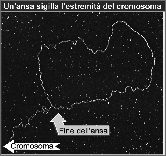 Quale caratteristica del telomero controlla la