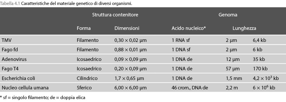 genoma cellulare compa3amento differenze tra genoma cellulare e virale ha dimensioni indefinite: numero sequenze varia a seconda della duplicazione, delezione o riarrangiamento Richiede metodo