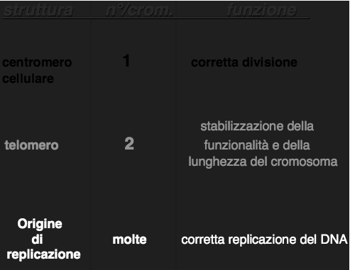 Centromero Consente la corretta segregazione dei cromosomi durante la