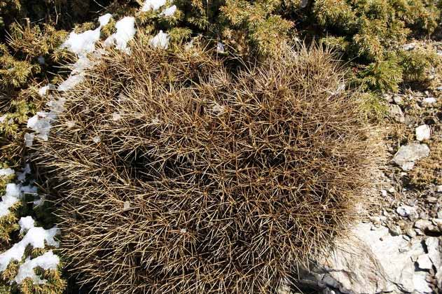 GENERE ASTRAGALUS Gli astragali più primitivi (cespugli spinosi emisferici) sono relitti di una fascia di vegetazione subtropicale-montana ad arbusti