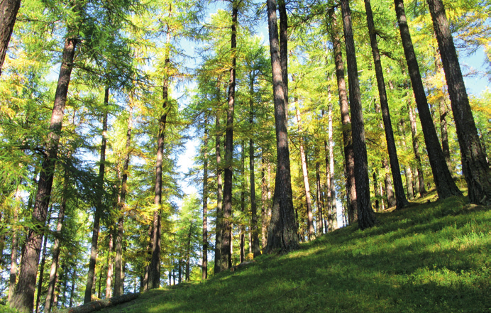 I boschi di conifere Per le conifere la fustaia è l unica forma di governo applicabile, poiché queste specie non hanno la facoltà di produrre polloni a seguito del taglio.