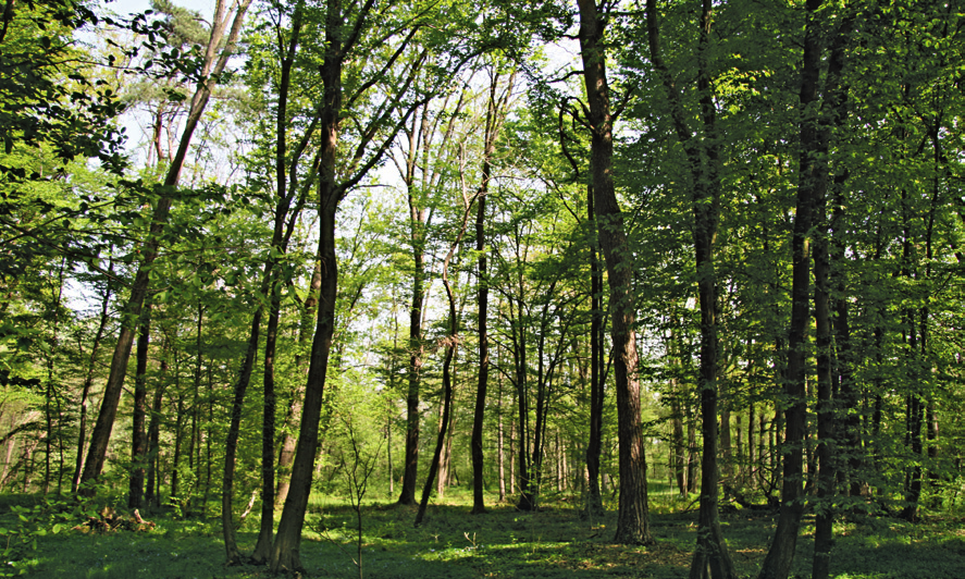 L incremento legnoso nelle fustaie varia dai 2,7 metri cubi a ettaro annui nei Larici-cembreti, ai 6 negli Acero-frassineti, per salire a oltre 7 nei Quercocarpineti.