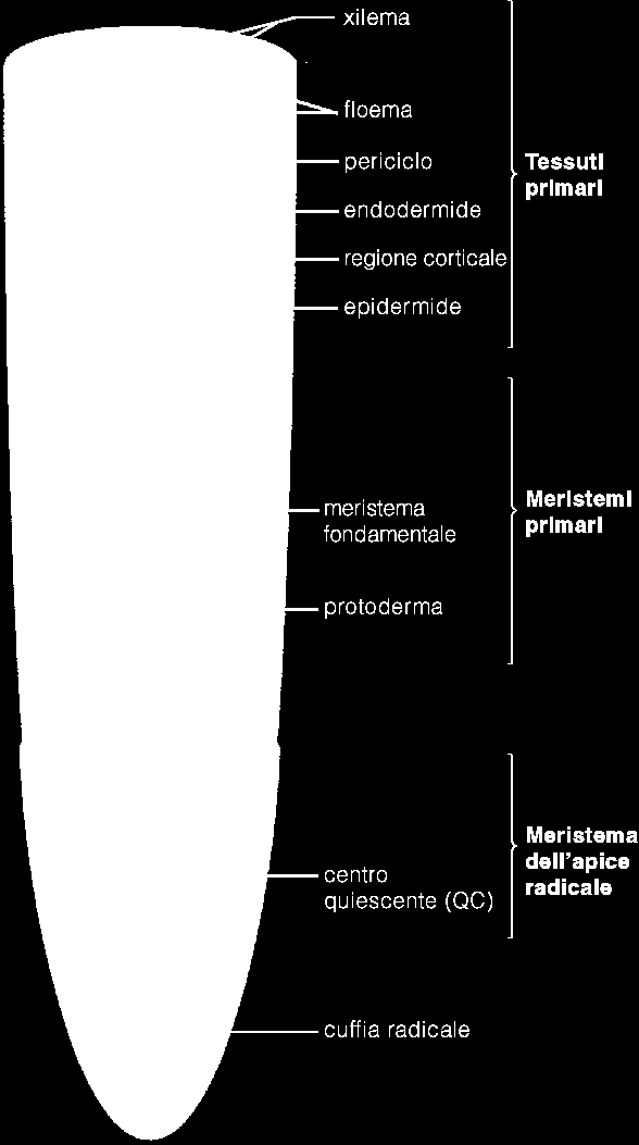 Il processo di differenziazione inizia nel mesistema apicale della radice, dove si