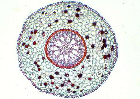 Periciclo Tessuto tegumentale Libro Parenchima corticale Legno Endoderma con