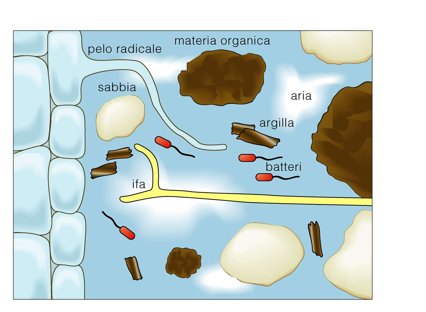 Rizosfera: porzione di terreno