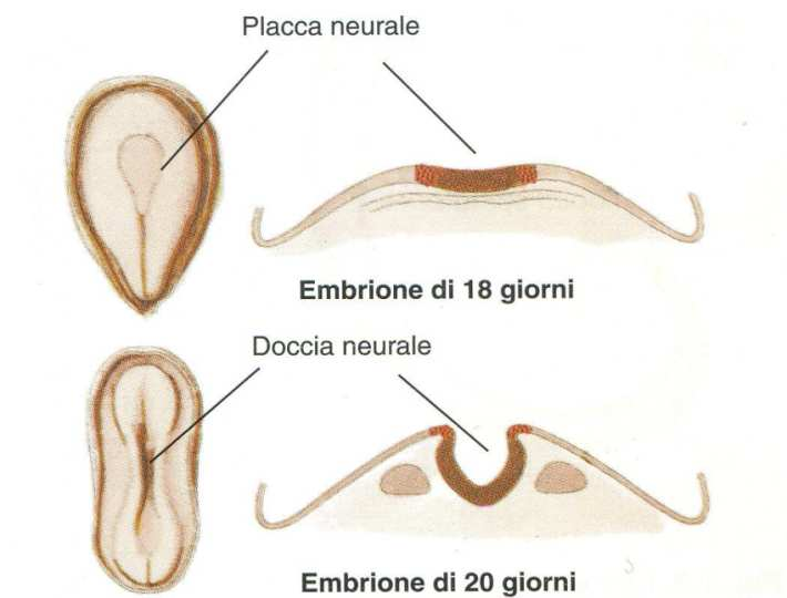 e Cattedra di Neuropsichiatria