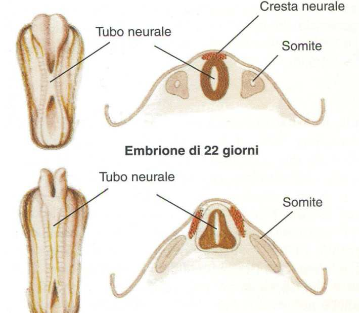 Scienze Neurologiche e della