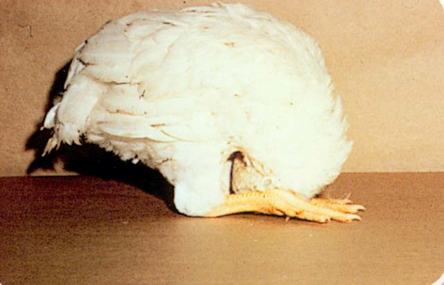 Malattia di Newcastle (Newcastle disease = ND Pseudopeste aviare, pneumoencefalite) Malattia acuta altamente contagiosa che colpisce il pollo ed altri volatili