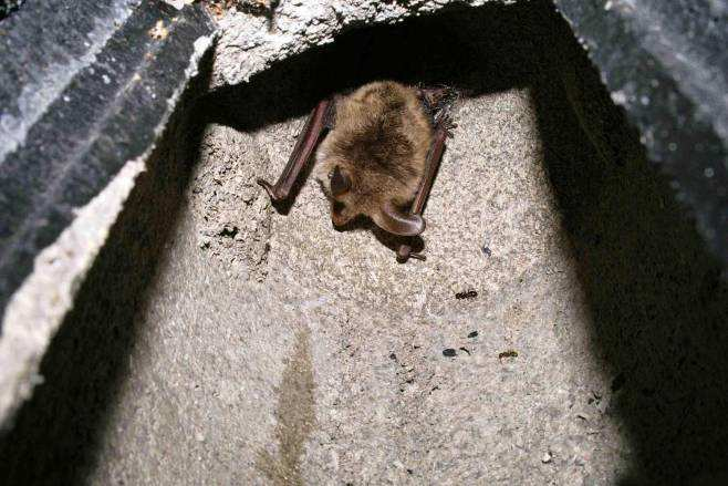 Figura 6.115: Esemplare di Myotis bechsteinii rinvenuto in una bat box presso l area dei Gessi Triassici (Foto di A. Ruggieri).