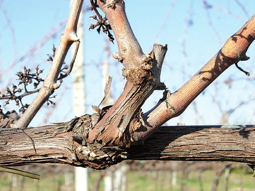 6. RISCONTRI TECNICO-SCIENTIFICI DI ZONAZIONE IN ALCUNE AREE DEI COLLI BERICI 189 In sintesi è possibile affermare che per il Cabernet franc anche la potatura corta (speroni di due gemme) permette di