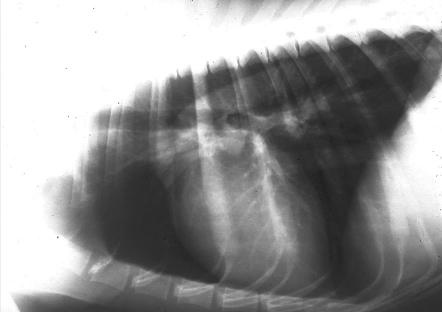 Differenze tra anatomia radiologica e convenzionale: Proiezione su un piano di organi
