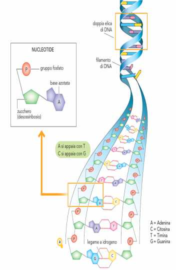 La struttura del DNA è simile a una scala a pioli attorcigliata su se stessa: i due montanti sono costituiti dalla successione di zuccheri e gruppi fosfato.