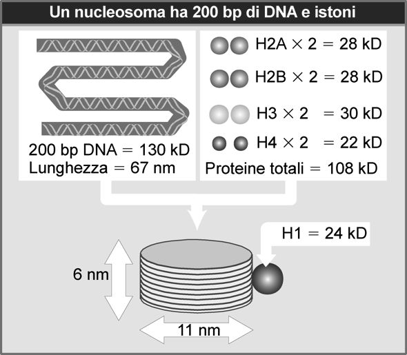 contiene un ottamero istonico e un DNA lungo 146 bp Cromatina al microscopio elettronico Tutto l istone H1 può