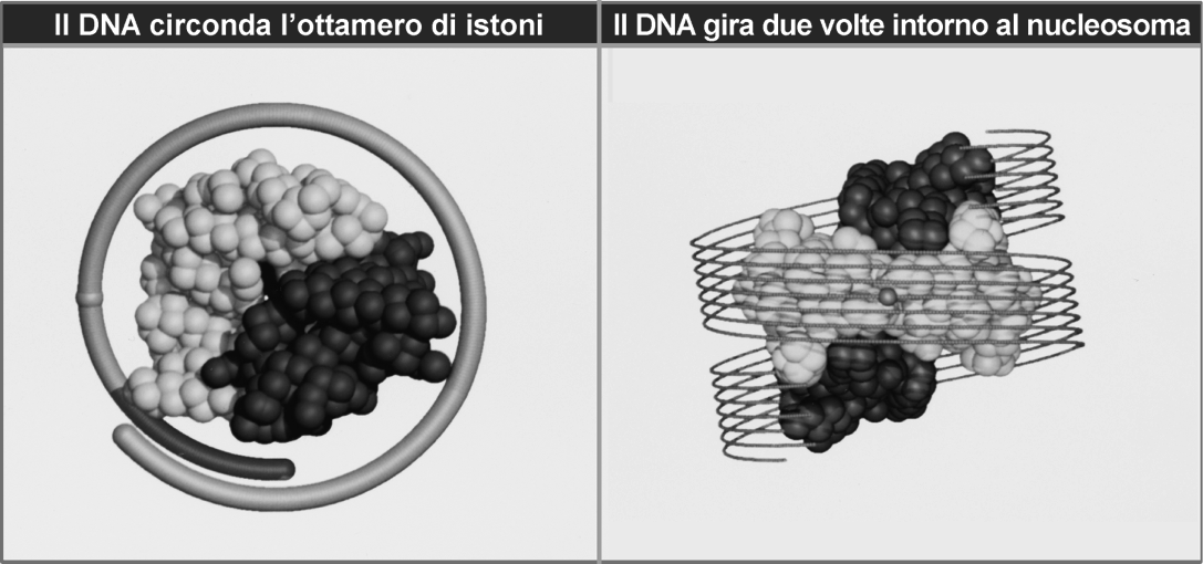 Tutti e 4 gli istoni del nucleo stabiliscono contatti con il DNA: