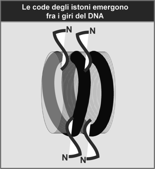 Ciascun istone del core possiede un estensione ammino-terminale