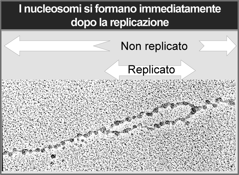 non ben definite La replicazione separa i filamenti di dna, quindi