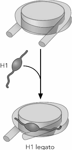 Il ruolo dell istone H1 L H1 interagisce sia con una porzione centrale del DNA