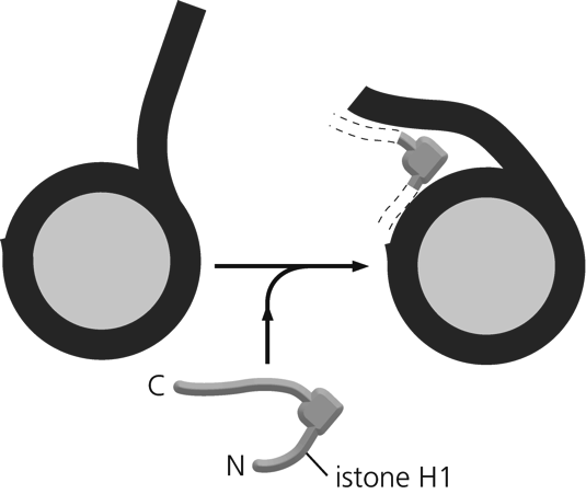 DNA arrotolato.