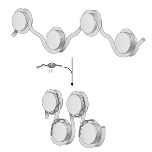 L istone H1 media la formazione della fibra da 30 nm L aggiunta di H1 stabilizza una