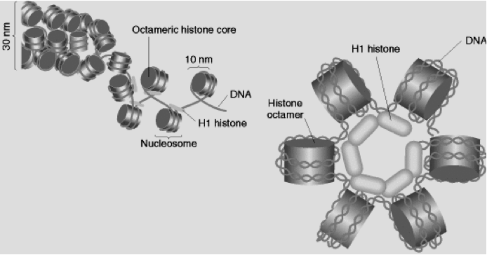 Probabilmente l orientamento dei nucleosomi All interno della fibra è quello del solenoide: i nucleosomi sono ruotati di 60