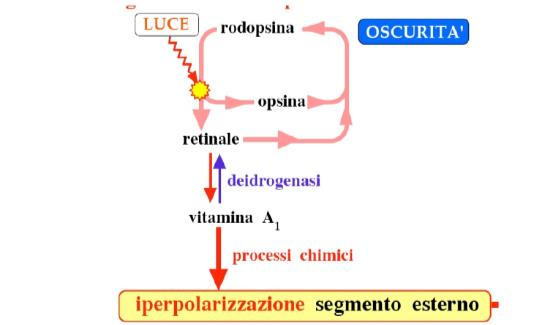 Fisiologia della visione Ciclo della rodopsina (luce e buio) alla luce si sbianca, al buio si ricostituisce Fisiologia della visione Nistagmo fisiologico Microscillazioni del bulbo oculare Per