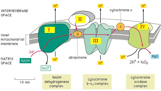 Nelle creste mitocondriali si trovano le catene respiratorie, formate ciascuna da tre grandi complessi enzimatici di membrana (I,