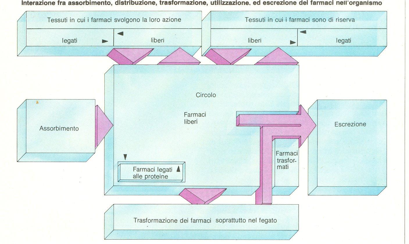 fase finale della fase iniziale della FASE FARMACEUTICA FASE FARMACOCINETICA Attraversamento delle membrane biologiche Le barriere che il p.a. incontra per arrivare al suo sito d azione e poi al sito di trasformazione e eliminazione sono apparentemente diverse, in quanto svolgono funzioni diverse a seconda dell organo preposto.