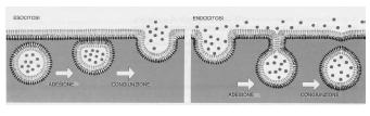 Pinocitosi e Esocitosi Prevede l inglobamento di materiale