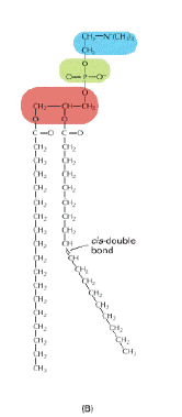 abbondanti (lecitine e