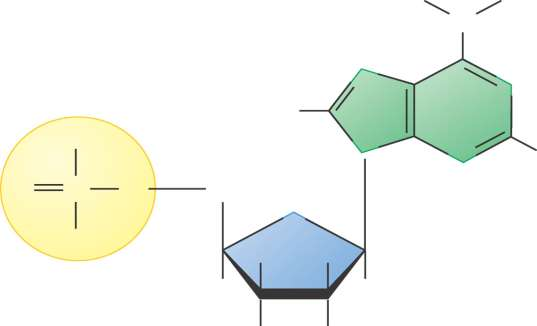 struttura base del nucleotide N P 2 N N N