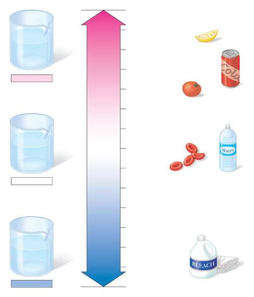 BASIITÀ in aumento AIDITÀ in aumento La scala del p: Scala del p 0 + + + + + + + + Soluzione acida 1 2 3 4 Succo di limone, succhi gastrici Succo di pompelmo Succo di pomodoro 5 6 Urina + + + + +