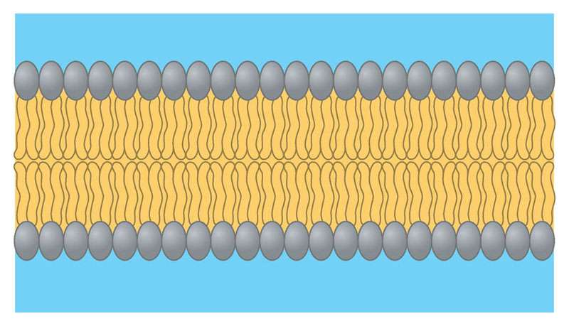 I fosfolipidi formano una struttura stabile a due strati chiamata doppio strato fosfolipidico in cui le teste idrofiliche sono a contatto