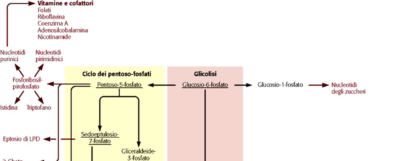 CENNI DI ANABOLISMO L'anabolismo comprende tutto