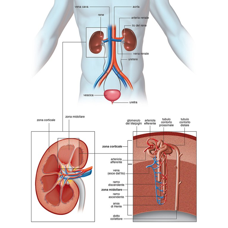 Urinary system Urinary system 2012 - Struttura dell'apparato escretore 2012 - Urinary