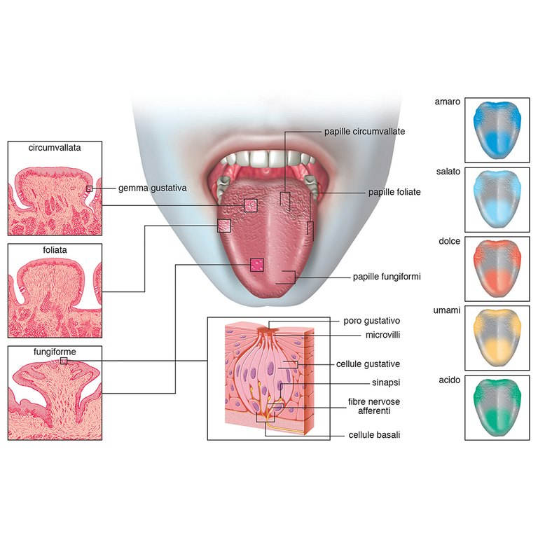Taste system Taste system 2012 - Struttura dell'organo del gusto 2012 - Taste system