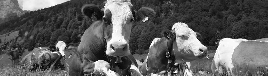 Assunzioni a tempo determinato addetti a tempo determinato, mentre due tempi indeterminati sono stati assunti in cooperative (Sarzana e Levanto).