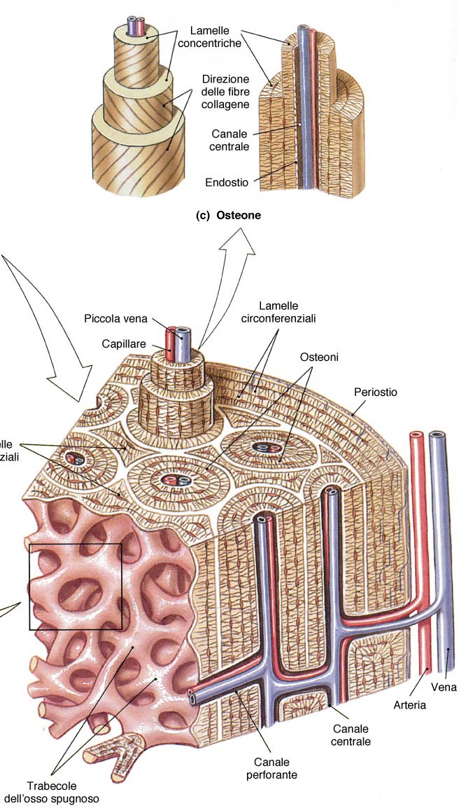 Osso compatto e spugnoso Osso