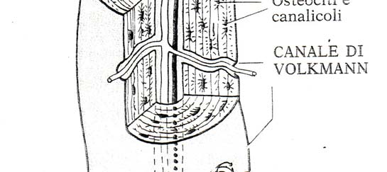 Schema di